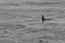 Killer Whale, Sumburgh Head